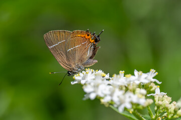 Lycaenidae / Karaağaç Sevbenisi / White-letter Hairstreak / Satyrium w-album