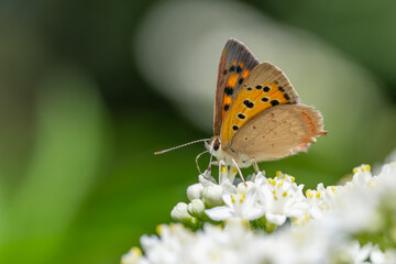 Lycaenidae / Benekli Bakır / Small Copper / Lycaena phlaeas