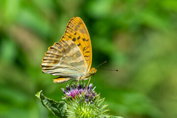 Nymphalidae / Cengaver / Silver-washed Fritillary / Argynnis paphia