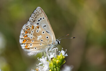 Obraz na płótnie Canvas Lycaenidae / Çokgözlü Anadolu Çillisi / Anatolian Chalk-hill Blue / Polyommatus ossmar