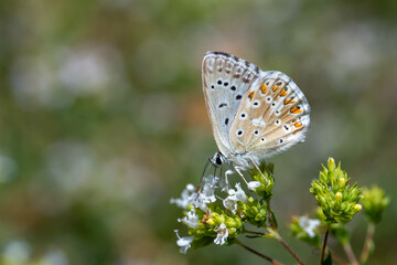 Lycaenidae / Çokgözlü Anadolu Çillisi / Anatolian Chalk-hill Blue / Polyommatus ossmar