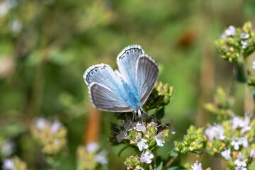 Lycaenidae / Çokgözlü Anadolu Çillisi / Anatolian Chalk-hill Blue / Polyommatus ossmar
