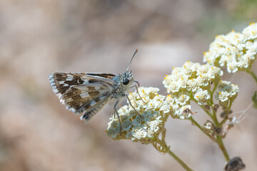 Hesperiidae / Güzel Zıpzıp / Sandy Grizzled Skipper / Pyrgus cinarae