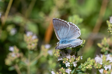 Lycaenidae / Çokgözlü Anadolu Çillisi / Anatolian Chalk-hill Blue / Polyommatus ossmar