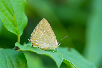 
Lycaenidae / Mor Meşe / Purple Hairstreak / Quercusia quercus