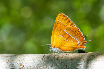 Huş kelebeği » Thecla betulae » Brown Hairstreak