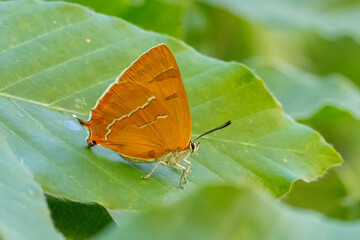 Huş kelebeği » Thecla betulae » Brown Hairstreak