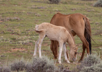 Wild Horse Mare and Her Foal in the Pryor Mountains Montana in Summer