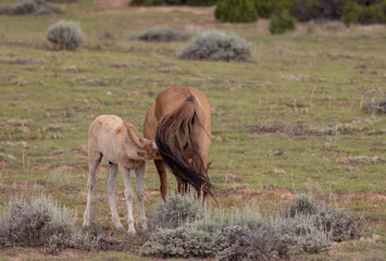 Naklejka premium Wild Horse Mare and Her Foal in the Pryor Mountains Montana in Summer