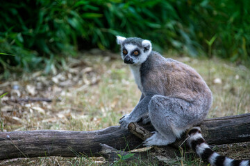 Naklejka na ściany i meble The ring-tailed lemur, Lemur catta is a large strepsirrhine primate and the most recognized lemur due to its long, black and white ringed tail.Like all lemurs it is endemic to the island of Madagascar