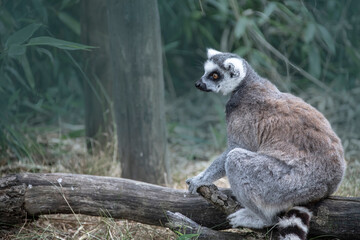 The ring-tailed lemur, Lemur catta is a large strepsirrhine primate and the most recognized lemur due to its long, black and white ringed tail.Like all lemurs it is endemic to the island of Madagascar