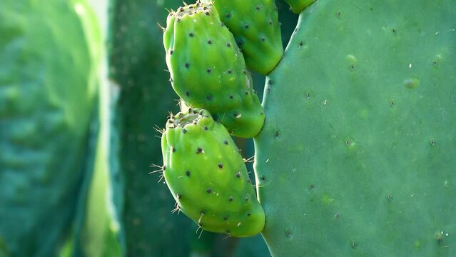 Close-up prickly pear cactus fruit in the village.