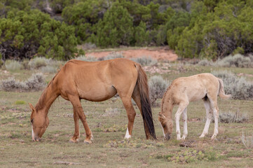 Obraz na płótnie Canvas Wild Horse Mare and Her Foal in the Pryor Mountains Montana in Summer
