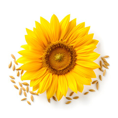 sunflower , Flowers or Plants , White Background , 4096 x 4096 