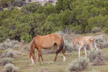 Obraz na płótnie Canvas Wild Horse Mare and Her Foal in the Pryor Mountains Montana in Summer