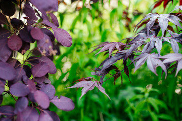Beautiful British gardens. Garden elements in UK