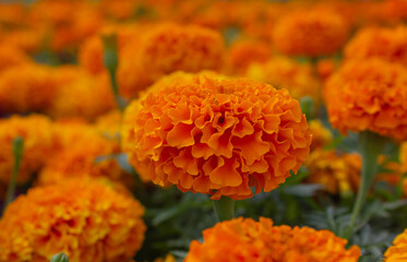 Orange Marigolds (Tagetes erecta, Mexican marigold, Aztec marigold, African marigold) background. Bright orange or yellow flowers of Mexico, Latina America.