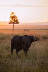 Fototapeta premium Buffalo looking at sunrise