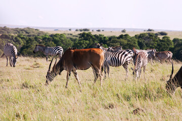 Fototapeta premium Eland and zebras in Masa Mara