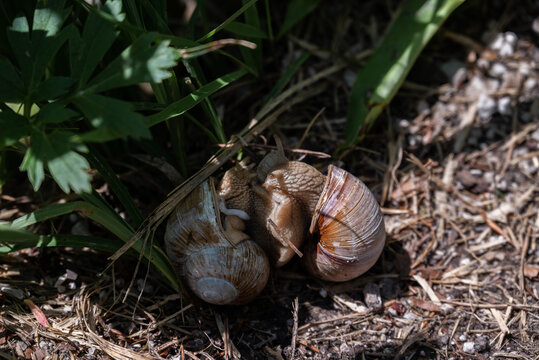 Kopulierende Schnecken mit Liebespfeil