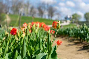 field of red tulips