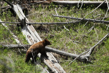 A brown bear cub forages for food © Will