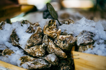 fresh large oysters in a shell with ice.