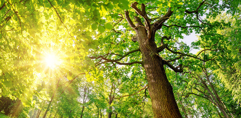 Beautiful background of the natural park in summer.