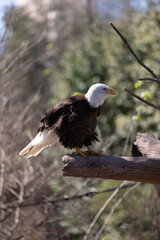 american bald eagle