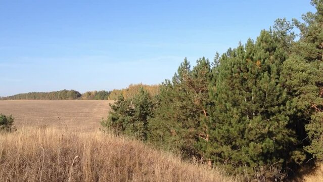 Video depicting the enchanting dance of trees in the wind across a fall field