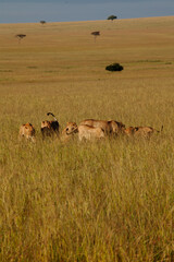 lions playing in masai mara