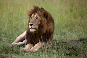 Lions resting on the savannah