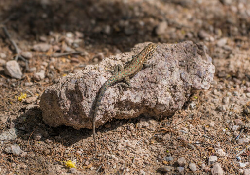 This image shows a lizard sunbathing on a rock in a remote desert area. 
