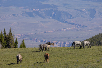 Fototapeta premium Wild Horses in the Pryor Mountains Montana in Summer