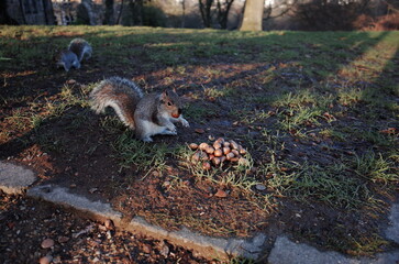 squirrel eating nuts in the park