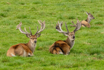 Naklejka na ściany i meble Red deer stags lying in a field