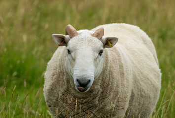Naklejka premium sheep in a field
