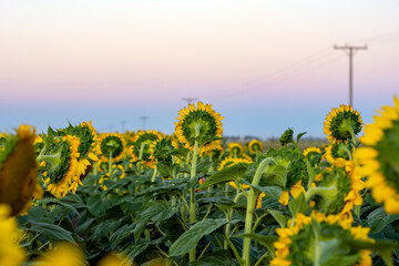 Field landscape strewn with sunflowers