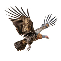 Fototapeta premium a Wild Turkey in-flight in a Wildlife-themed, photorealistic illustration in a PNG format, cutout, and isolated. Generative AI