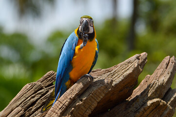 blue and yellow macaw