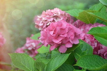 pink hydrangea flowers in garden