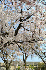 公園に咲く染井吉野