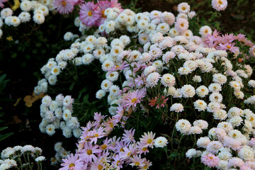 White chrysanthemums in the garden. White flowers background image, close up