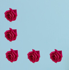 A pattern made of isolated fresh roses on a pastel blue background. Copy space. Flat lay. Minimalist concept.