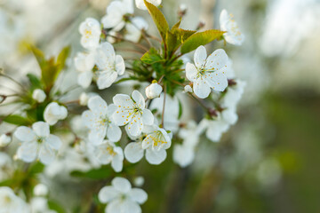Branch with white apple blossom. Blossoming apple tree.
