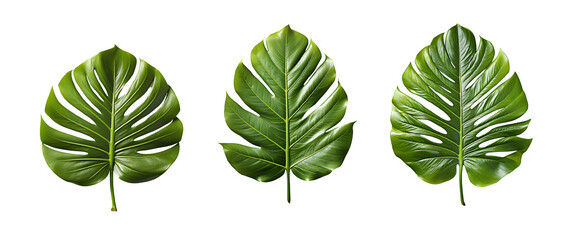 tropical green leaf cut out isolated on transparent background ,generative ai