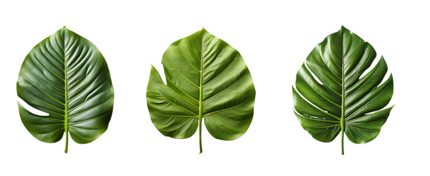 tropical green leaf cut out isolated on transparent background ,generative ai - Powered by Adobe