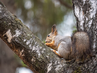 The squirrel with nut sits on tree in the autumn. Eurasian red squirrel, Sciurus vulgaris.