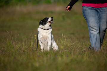 entrenando perro
