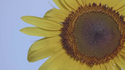 Tokyo, Japan - August 9, 2023: Sunflower on blue sky background after the rain

